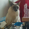comment-user-thumbnail