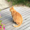 comment-user-thumbnail