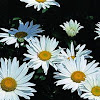 comment-user-thumbnail