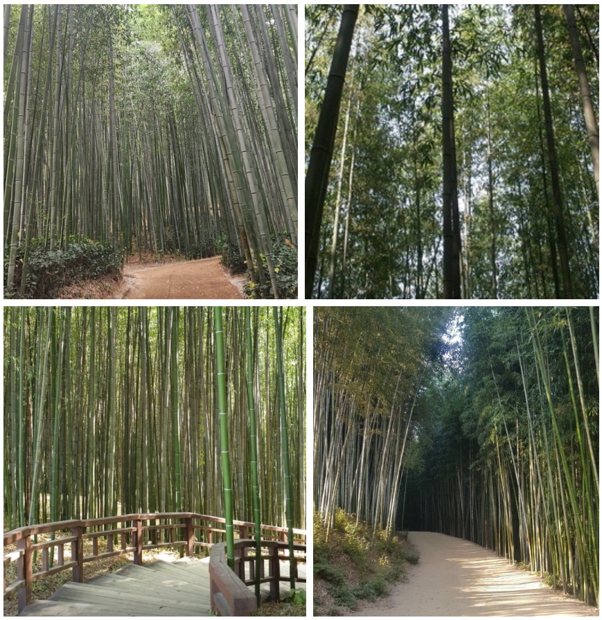 담양 여행 가볼만한곳 베스트 10