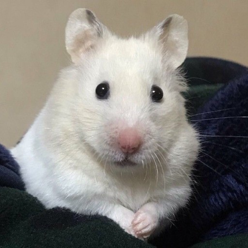 comment-user-thumbnail