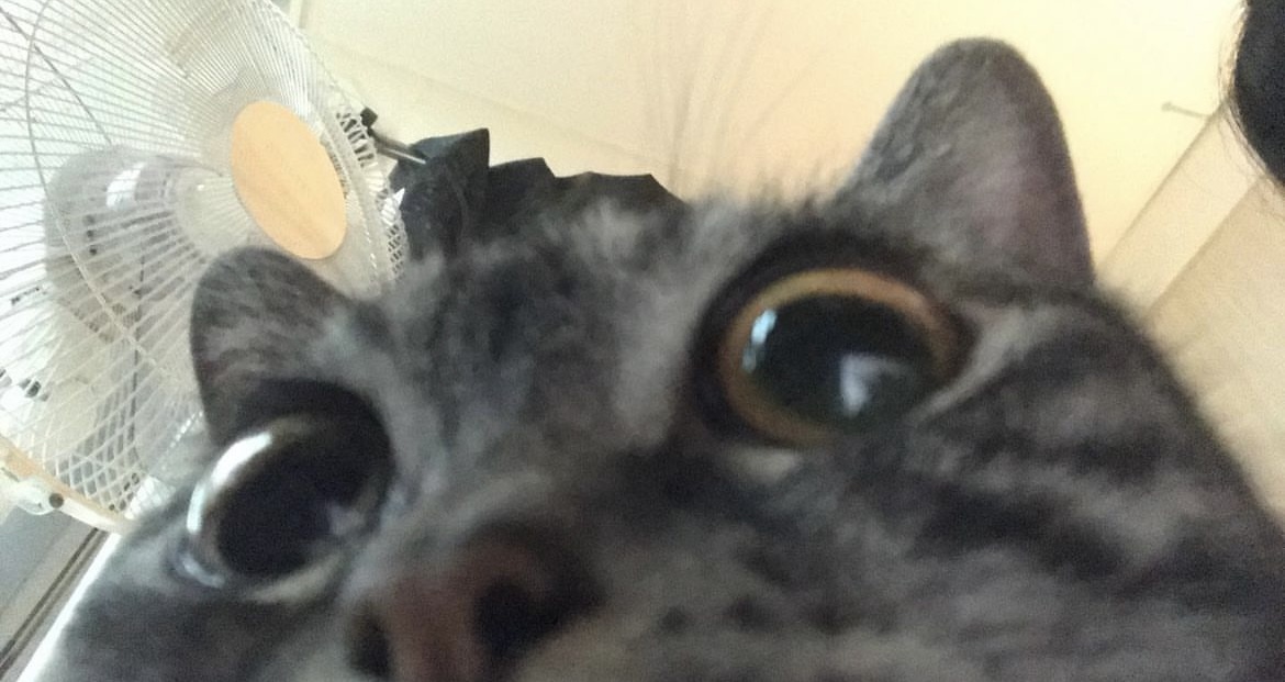 comment-user-thumbnail