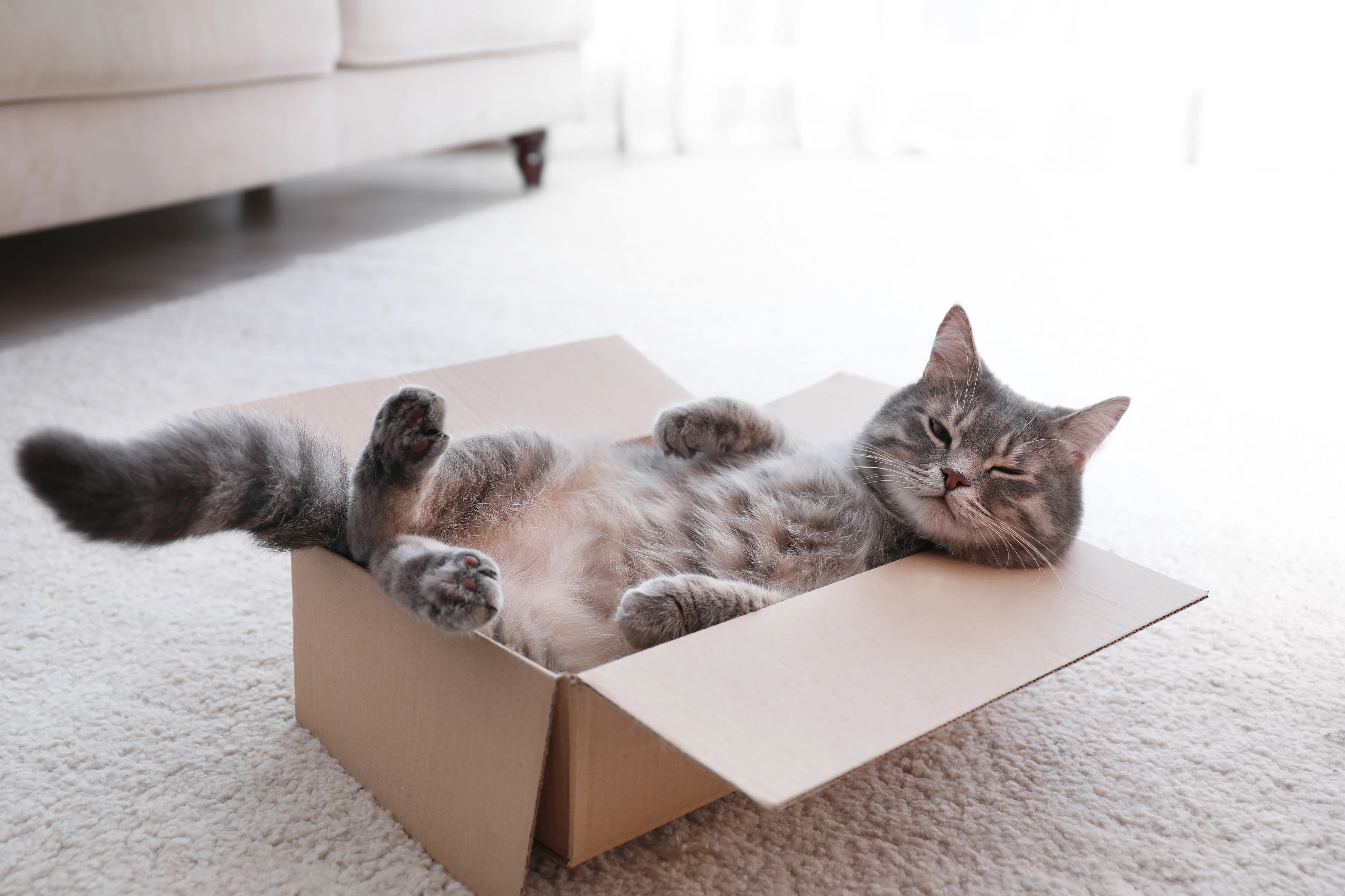 cat