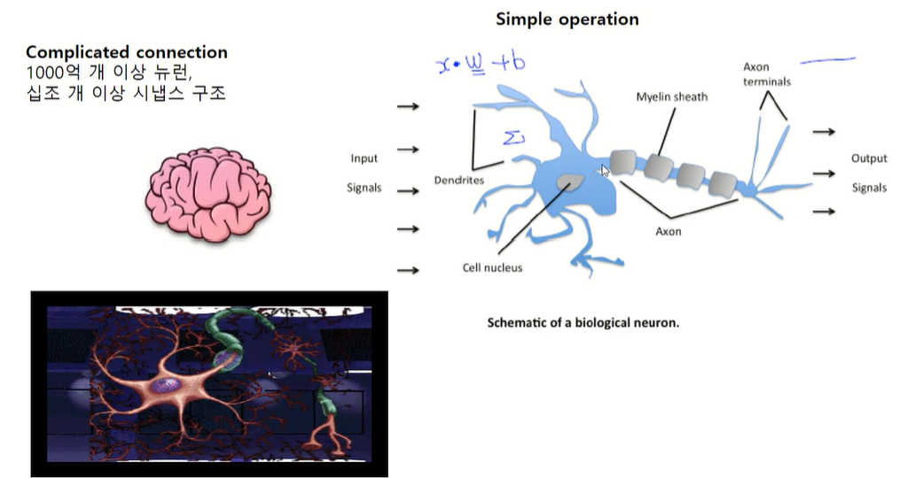 지능정보시스템설계(Neural Network)