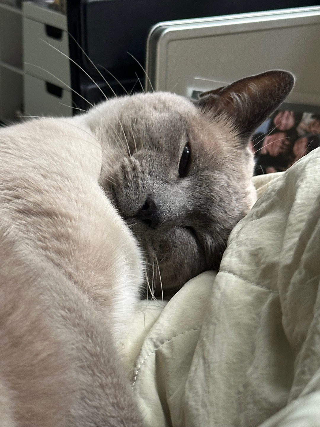 comment-user-thumbnail